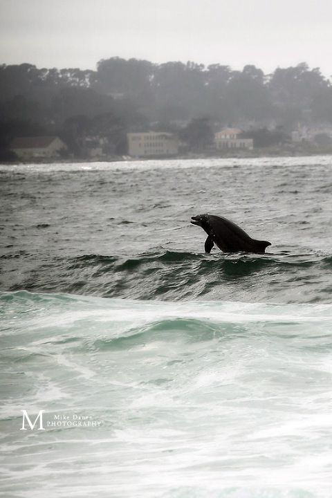 Dolphin sighting during wedding ceremony Monterey